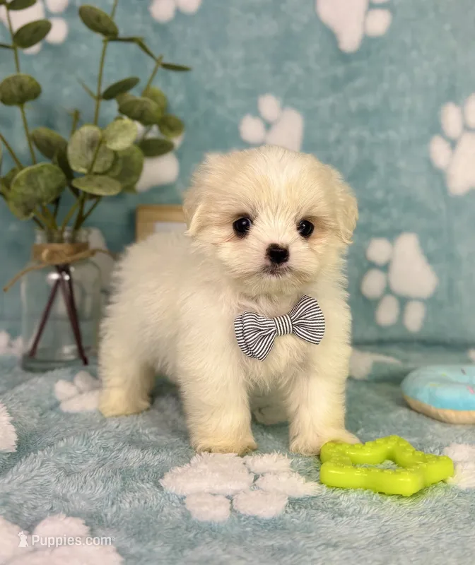 Teddy - under 10lbs!  – Mal Shi puppy for sale in Noblesville, IN