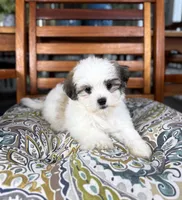 Maverick - under 10 lbs!, a male Maltese and Shih Tzu for sale in Noblesville, IN – 3 of 10