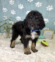 Benson, a male Miniature Bernedoodle for sale in Noblesville, IN – 1 of 6