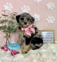 Bella, a female Miniature Bernedoodle for sale in Noblesville, IN – 5 of 5
