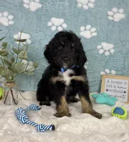 Benson, a male Miniature Bernedoodle for sale in Noblesville, IN – 5 of 6