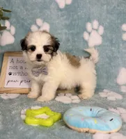Maverick under 10lbs! , a male Maltese and Shih Tzu for sale in Noblesville, IN – 7 of 7