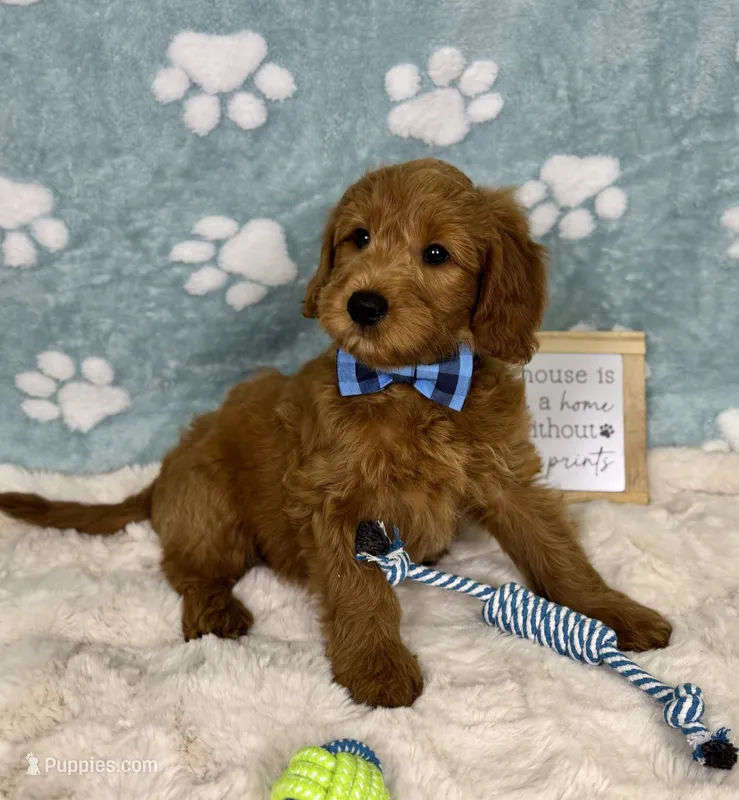 Finn – Miniature Goldendoodle puppy for sale in Noblesville, IN