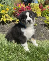 Alex, a male Miniature American Shepherd for sale in Noblesville, IN – 4 of 6