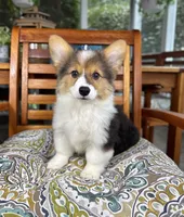 Bambi CKC, a female Pembroke Welsh Corgi for sale in Noblesville, IN – 3 of 7