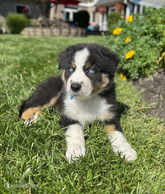 Andy – Miniature Australian Shepherd puppy for sale in Noblesville, IN