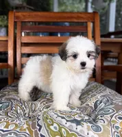 Maverick - under 10 lbs!, a male Maltese and Shih Tzu for sale in Noblesville, IN – 5 of 10