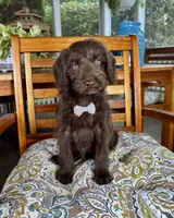 Oscar, a male Labradoodle for sale in Noblesville, IN – 3 of 7