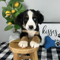 Anderson , a male Australian Shepherd for sale in Noblesville, IN – 2 of 3