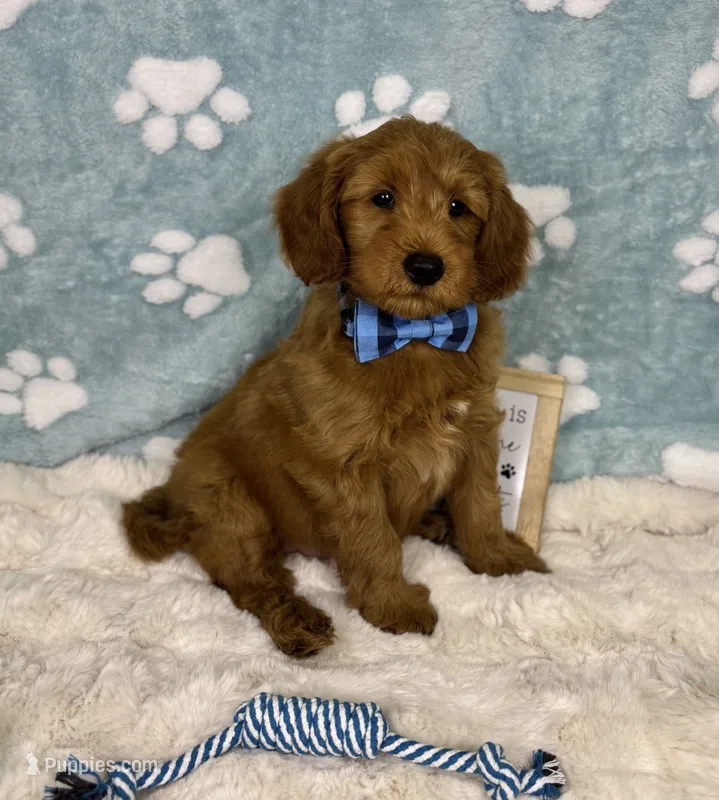 Zane  – Miniature Goldendoodle puppy for sale in Noblesville, IN