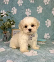 Milo under 10lbs!, a male Maltese and Shih Tzu for sale in Noblesville, IN – 7 of 8