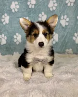 Brooks, a male Pembroke Welsh Corgi for sale in Noblesville, IN – 7 of 7
