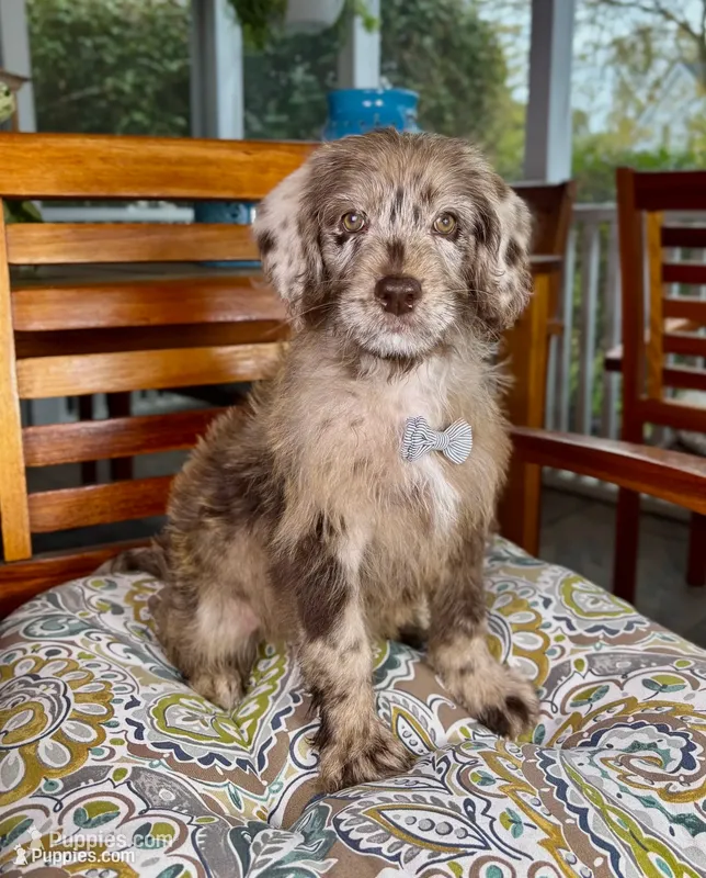 Chip – Labradoodle, Miniature Bernedoodle puppy for sale in Noblesville, IN