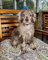 Chip, a male Labradoodle and Miniature Bernedoodle for sale in Noblesville, IN – 5 of 8