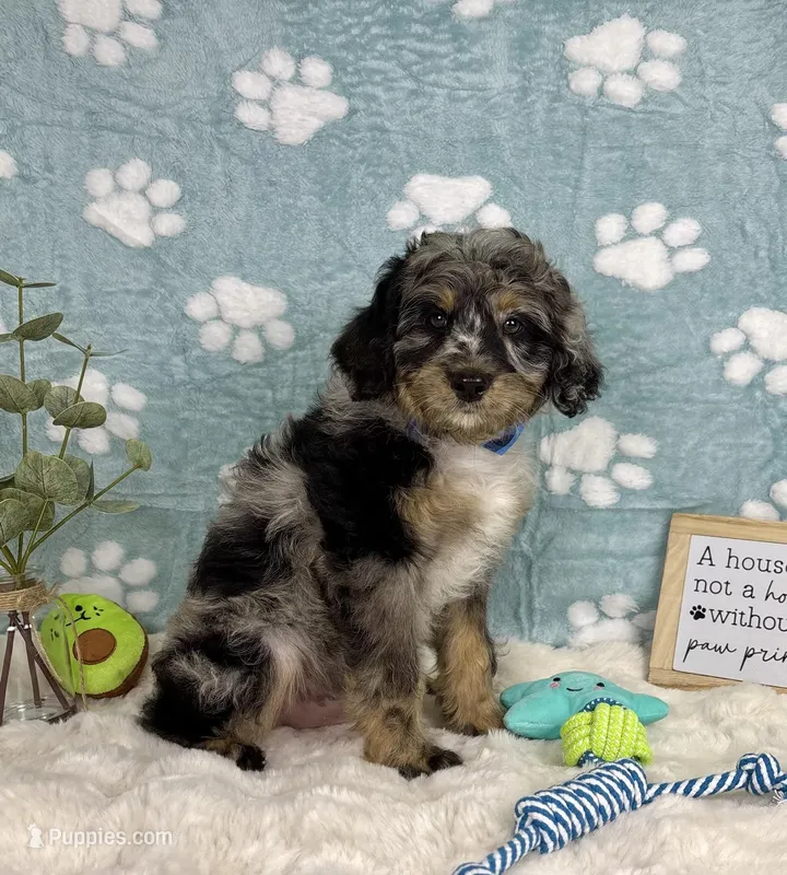 Barkley  – Miniature Bernedoodle puppy for sale in Noblesville, IN