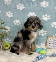Barkley , a male Miniature Bernedoodle for sale in Noblesville, IN – 1 of 6