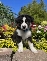 Alex, a male Miniature American Shepherd for sale in Noblesville, IN – 2 of 6