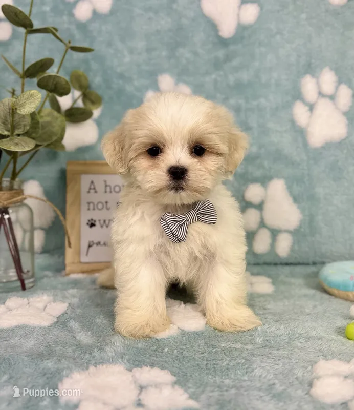 Milo under 10lbs! – Maltese, Shih Tzu puppy for sale in Noblesville, IN
