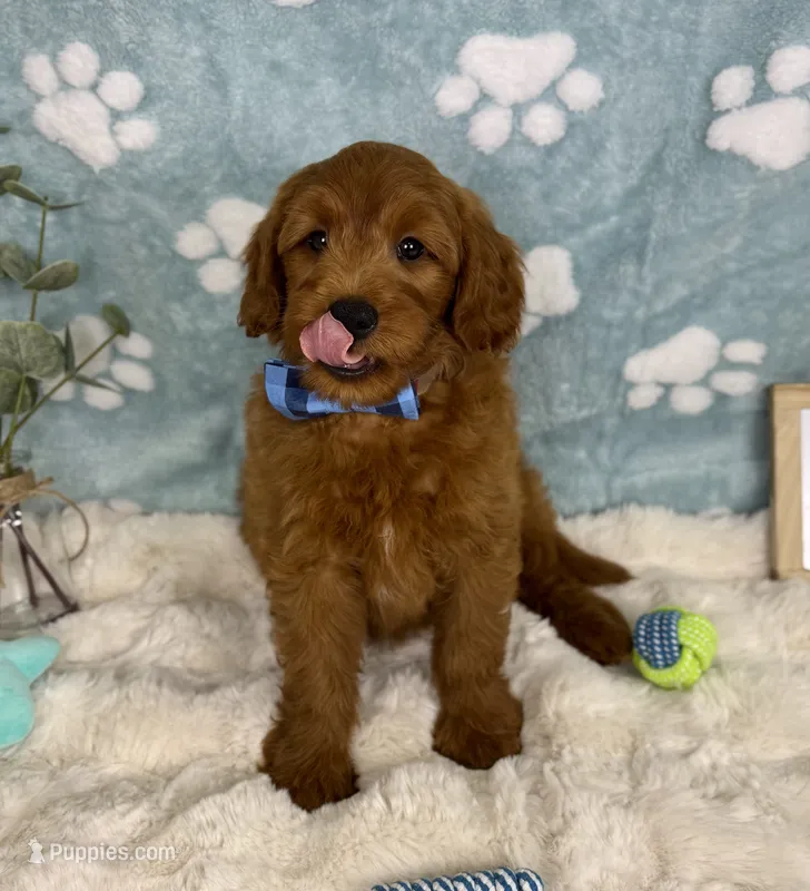 Rueben  – Miniature Goldendoodle puppy for sale in Noblesville, IN