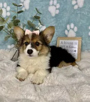 Bambi, a female Pembroke Welsh Corgi for sale in Noblesville, IN – 4 of 6