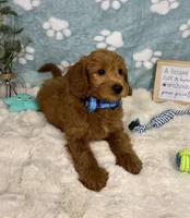 Finn, a male Miniature Goldendoodle for sale in Noblesville, IN – 4 of 7