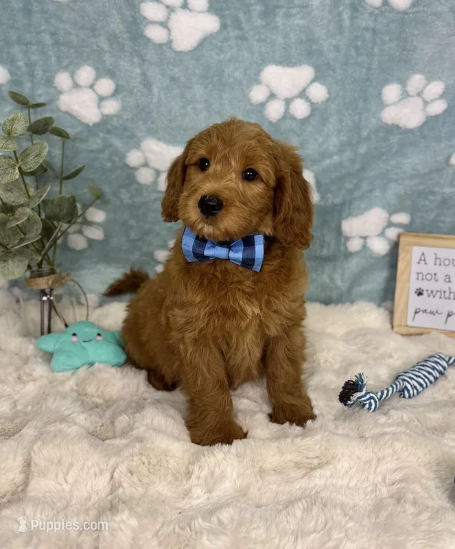 Finn – Miniature Goldendoodle puppy for sale in Noblesville, IN