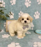 Miles under 10lbs!, a male Mal Shi for sale in Noblesville, IN – 7 of 7