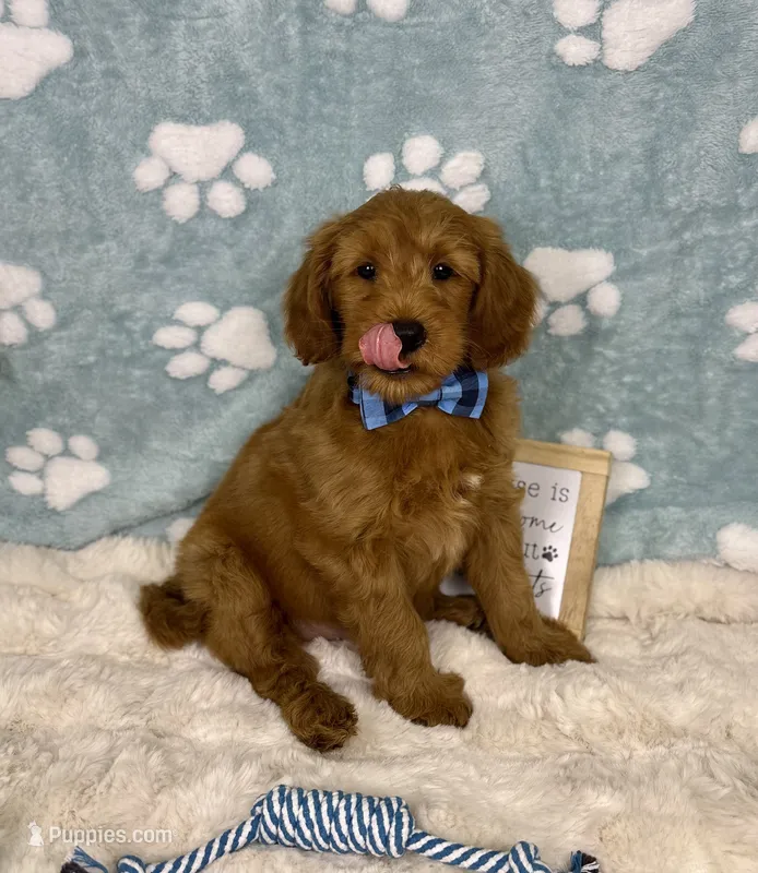 Zane  – Miniature Goldendoodle puppy for sale in Noblesville, IN