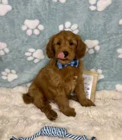 Zane , a male Miniature Goldendoodle for sale in Noblesville, IN – 1 of 8