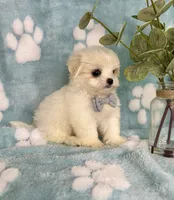 Teddy - under 10lbs!, a male Mal Shi for sale in Noblesville, IN – 4 of 9