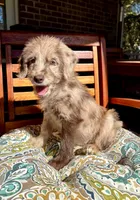 Lily, a female Labradoodle and Miniature Bernedoodle for sale in Noblesville, IN – 6 of 9