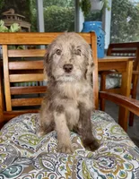 Lilly, a female Labradoodle for sale in Noblesville, IN – 2 of 4