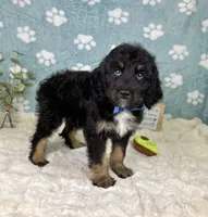 Benson, a male Miniature Bernedoodle for sale in Noblesville, IN – 4 of 6