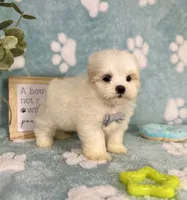 Peanut under 10lbs!, a male Maltese and Shih Tzu for sale in Noblesville, IN – 7 of 8