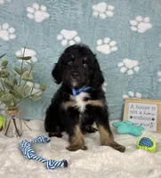 Benson, a male Miniature Bernedoodle for sale in Noblesville, IN – 3 of 6