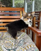 Bambi CKC, a female Pembroke Welsh Corgi for sale in Noblesville, IN – 2 of 7