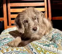 Lily, a female Labradoodle for sale in Noblesville, IN – 5 of 10