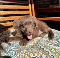 Chloe, a female Labradoodle for sale in Noblesville, IN – 6 of 6