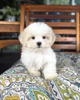 Miles - under 10lbs!, a male Mal Shi for sale in Noblesville, IN – 7 of 7