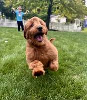 Lola, a female Miniature Goldendoodle for sale in Noblesville, IN – 2 of 9