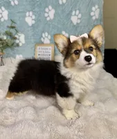 Bambi, a female Pembroke Welsh Corgi for sale in Noblesville, IN – 1 of 6