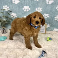 Zane, a male Miniature Goldendoodle for sale in Noblesville, IN – 2 of 5