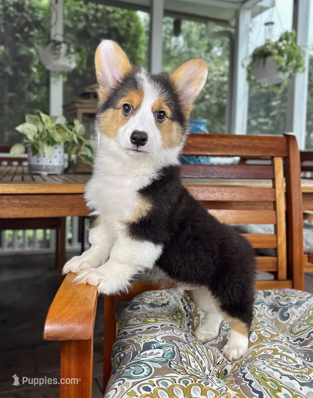 Brooks CKC – Pembroke Welsh Corgi puppy for sale in Noblesville, IN