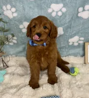 Rueben , a male Miniature Goldendoodle for sale in Noblesville, IN – 2 of 6