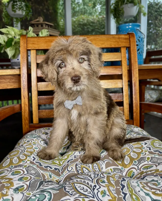 Reese – Labradoodle puppy for sale in Noblesville, IN
