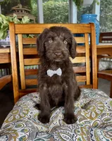 Oscar, a male Labradoodle for sale in Noblesville, IN – 4 of 7
