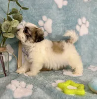 Maverick - under 10lbs!, a male Maltese and Shih Tzu for sale in Noblesville, IN – 5 of 9
