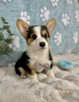 Beckham CKC , a male Pembroke Welsh Corgi for sale in Noblesville, IN – 5 of 9