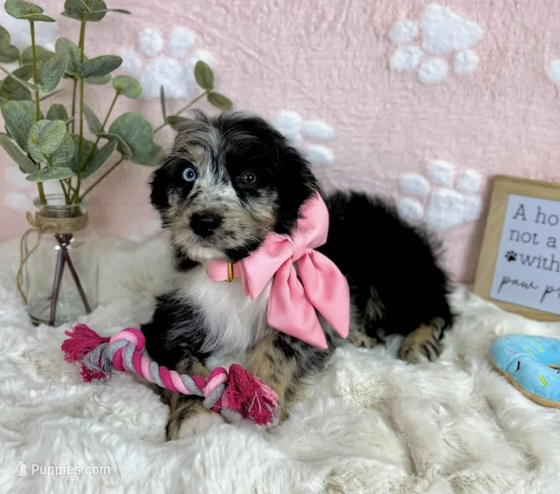 Bailey – Miniature Bernedoodle puppy for sale in Noblesville, IN