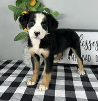 Allie, a female Australian Shepherd for sale in Noblesville, IN – 2 of 4